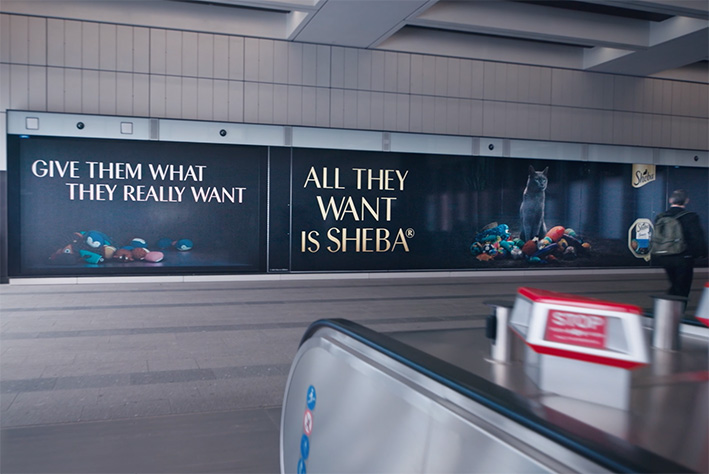 Watch: Sheba and Global unveil 3D campaign with connected screens