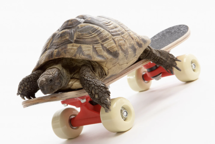 It’s all got a bit too ‘hare-y’ for me