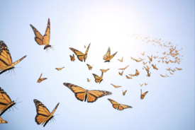 OOH effectiveness and the butterfly effect