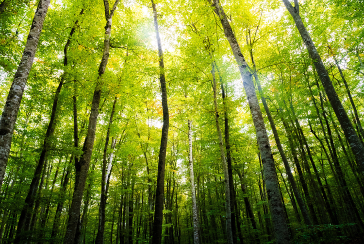 Digital advertising enters new era of sustainability as industry widens focus beyond carbon, IAB Europe finds