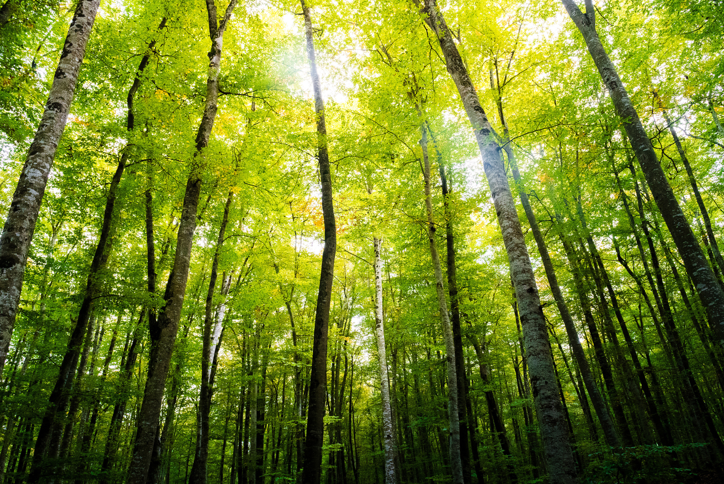 Digital advertising enters new era of sustainability as industry widens focus beyond carbon, IAB Europe finds